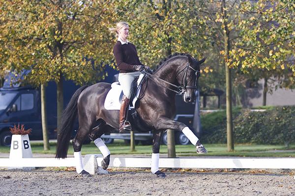 Dressage Stallion OO Seven 